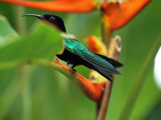 The Golden Ratio of the Hummingbird Food Recipe