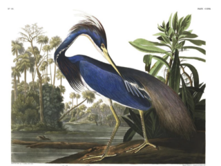 John James Audubon: Iconic Birds of America Set