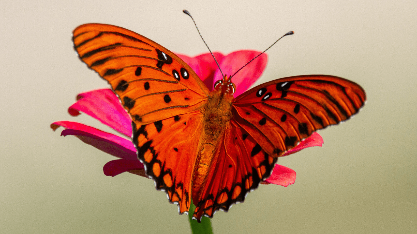 9 Plants That Attract Butterflies to Your Garden