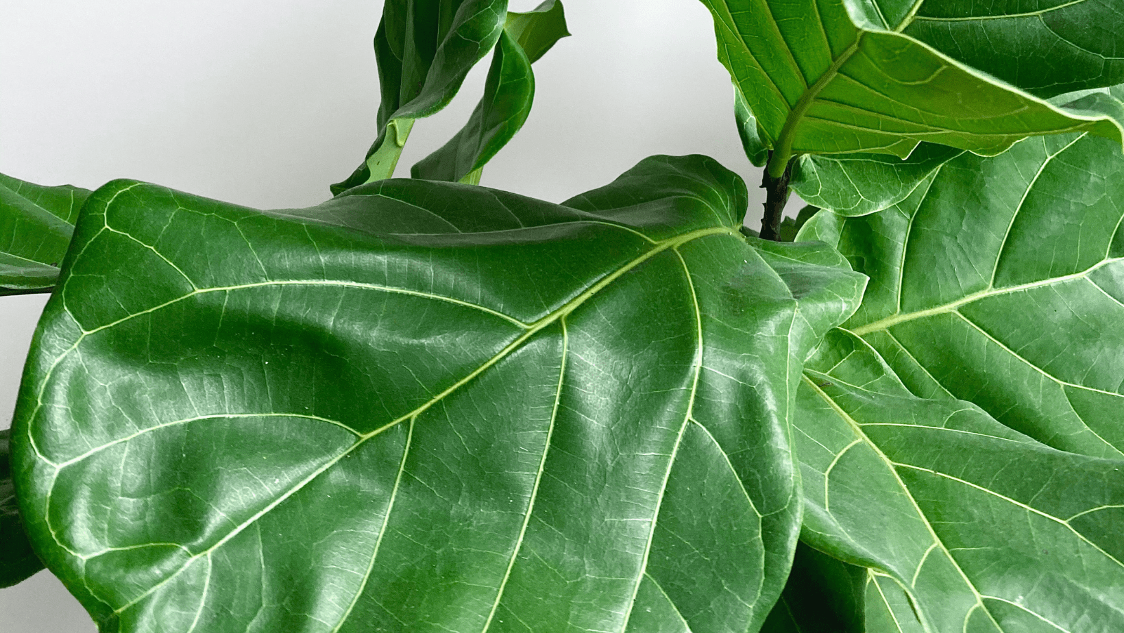 The Best Indoor Plant: Fiddle Leaf Trees and How to Propagate