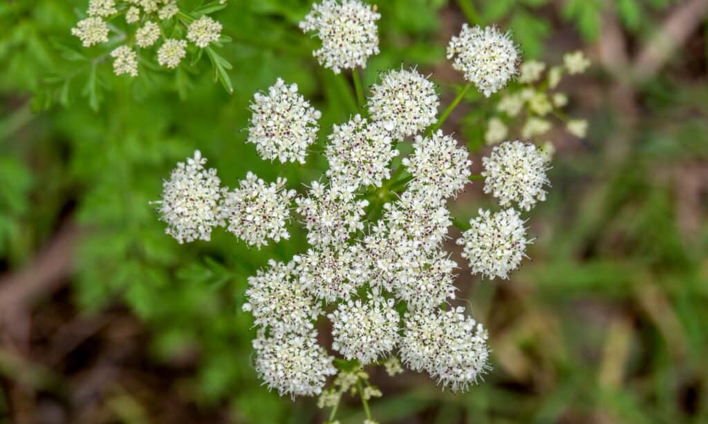 5 Common Poisonous Plants in Tennessee and How to Identify — The Edit