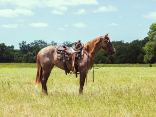 Saddle Up and Hit the Trails: Best Spots for Horseback Riding in Middle Tennessee